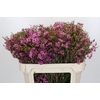 Chamelaucium Niek's Pride