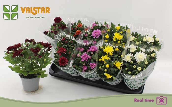 <h4>CHRYS GEM 7 KL</h4>