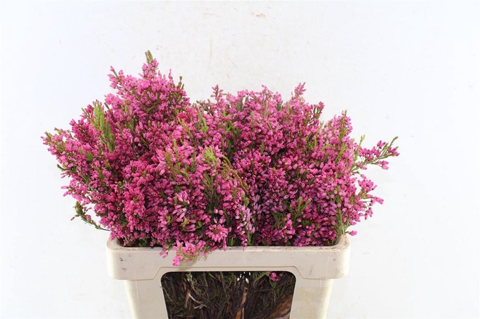 <h4>Kaaps Erica Baccans</h4>