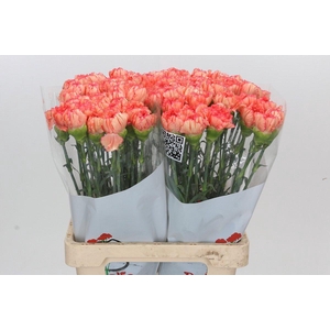 Dianthus St Goopy Geer