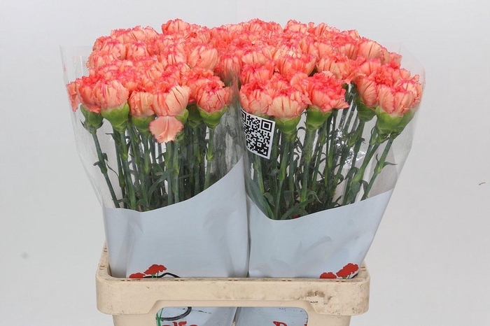 <h4>Dianthus St Goopy Geer</h4>