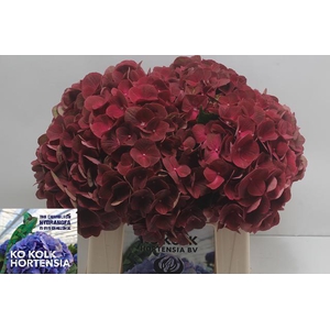 Hydrangea my terracotta