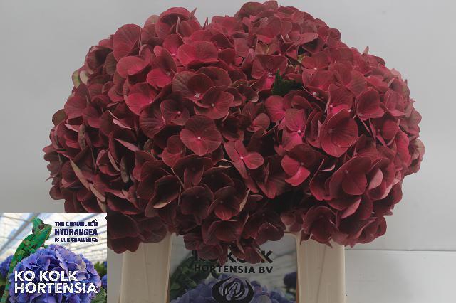 <h4>Hydrangea my terracotta</h4>