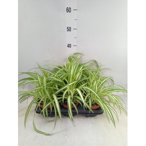 Chlorophytum com. 'Variegatum'