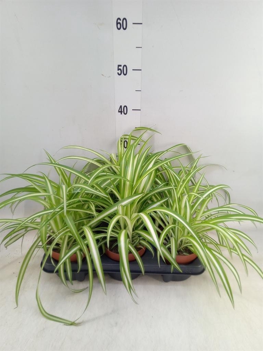 <h4>Chlorophytum com. 'Variegatum'</h4>