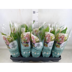 Spathiphyllum  'Torelli'