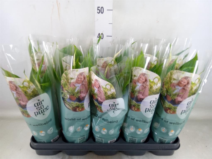 <h4>Spathiphyllum 'Torelli'</h4>