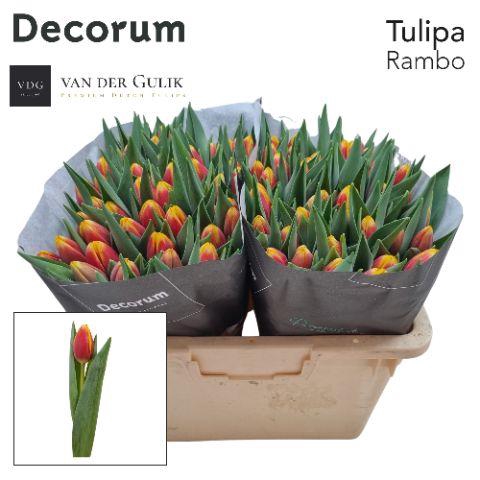 <h4>TU EN RAMBO</h4>