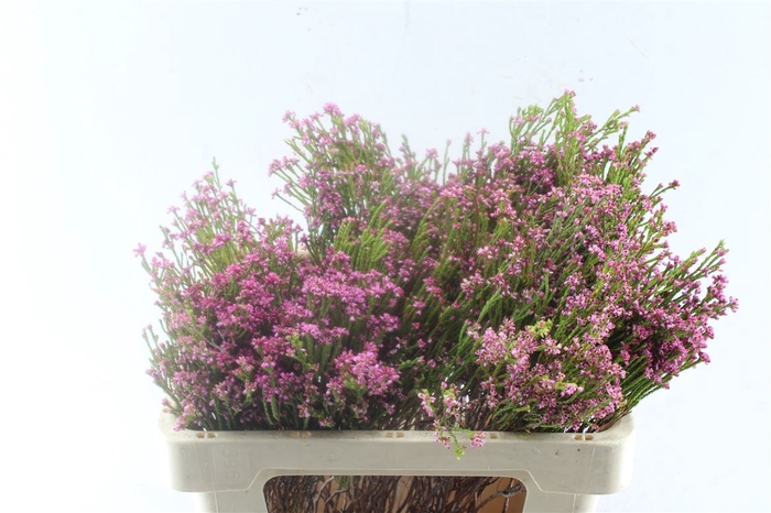 <h4>Kaaps Erica Pink</h4>