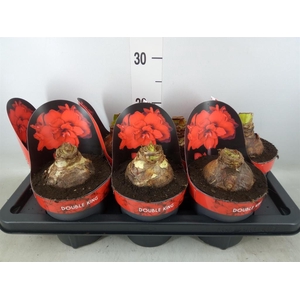 Hippeastrum DG 'Double King'