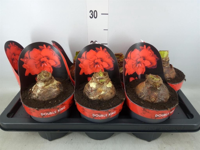 <h4>Hippeastrum DG 'Double King'</h4>