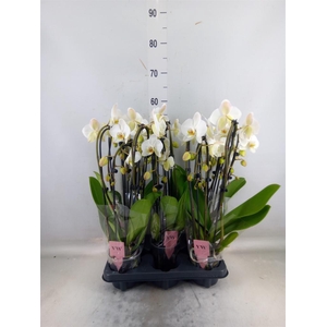 Phalaenopsis  'Elegant Cascade'