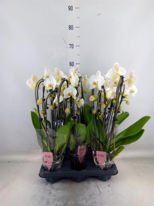 <h4>Phalaenopsis  'Elegant Cascade'</h4>