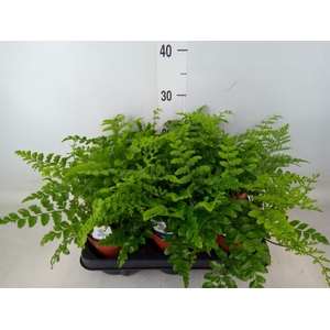 Asplenium  'Parvati'