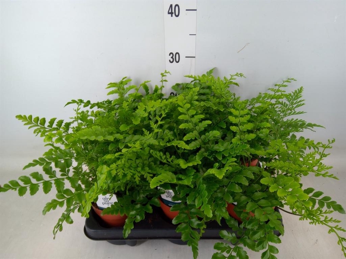 <h4>Asplenium  'Parvati'</h4>