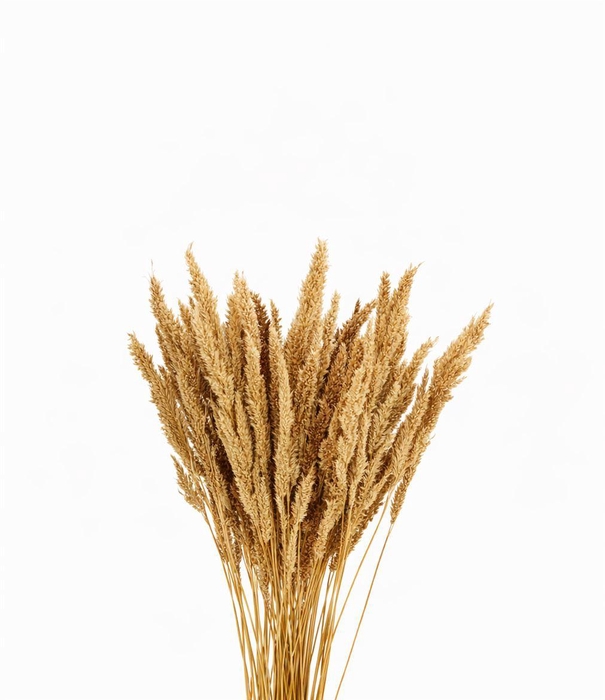 <h4>Dried Pinion Grass Natural Bunch</h4>