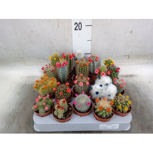 Cactus   ...decorated