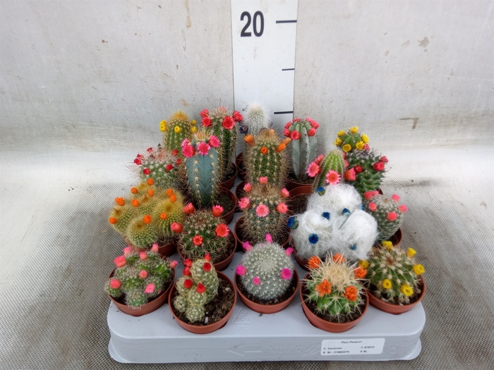 <h4>Cactus   ...decorated</h4>