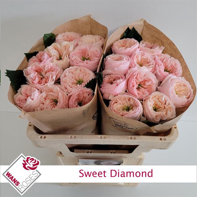 <h4>Rosa la garden sweet diamond</h4>