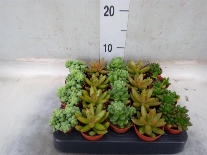 <h4>Sedum   ...</h4>