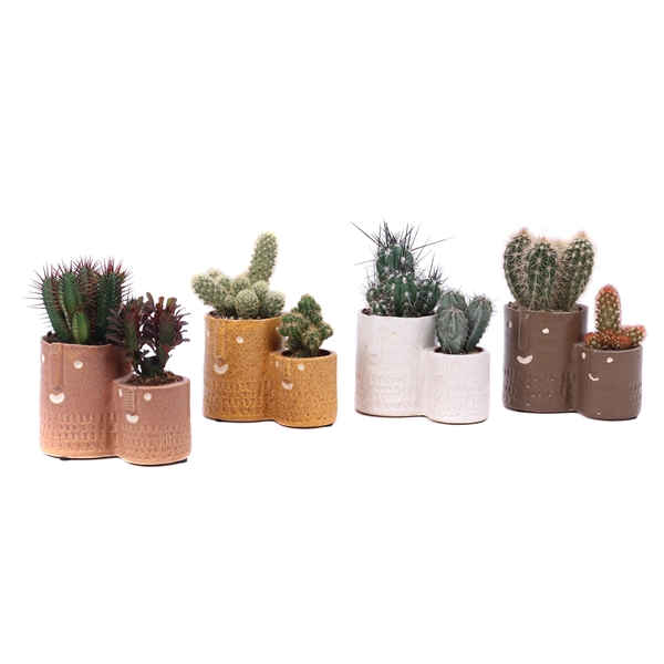 <h4>Cactus mix 5,5 cm en 8,5 cm in Zamora sierpot</h4>