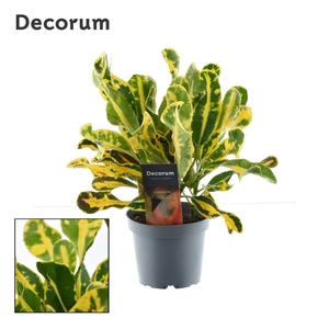 Croton Yellow Mammi 3pp kopstek (Decorum)