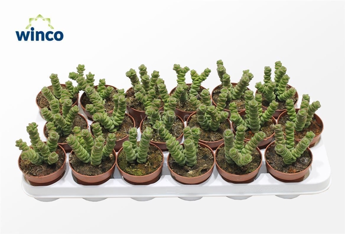 <h4>CRASS MARNIERIANA</h4>