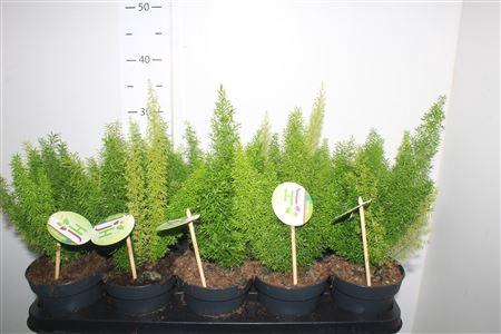 <h4>Aspar D Myers</h4>