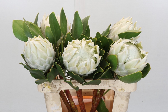 <h4>Protea Cyn. Ayoba Arctic Ice</h4>