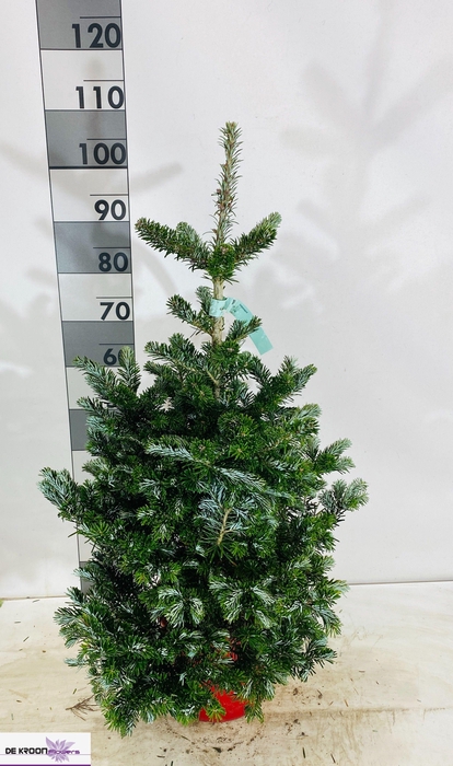 <h4>ABIES KOREANA</h4>