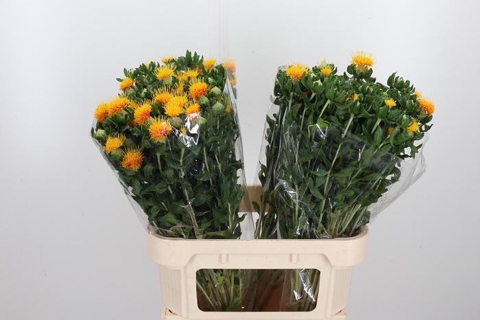 <h4>Carth T Orange Grena</h4>
