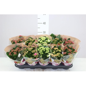Kalanchoe Rosalina Mix
