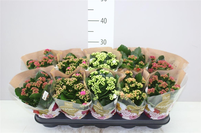 <h4>Kalanchoe Rosalina Mix</h4>