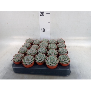 Echeveria   ...