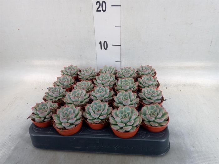 <h4>Echeveria   ...</h4>