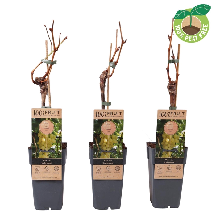 <h4>Vitis overig wit</h4>