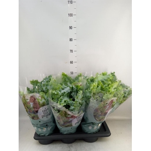 Phlebodium aureum 'Davana'