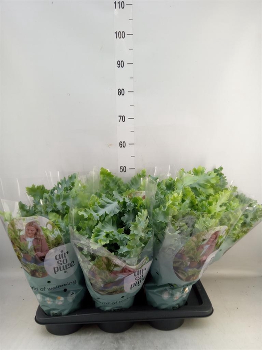 <h4>Phlebodium aureum 'Davana'</h4>