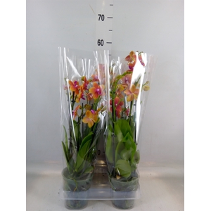 Phalaenopsis multi. 'Ant Bolgheri'