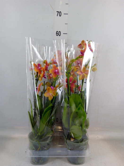 <h4>Phalaenopsis multi. 'Ant Bolgheri'</h4>
