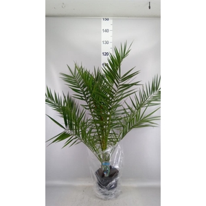 Phoenix canariensis