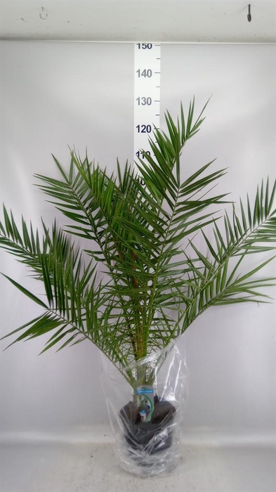 <h4>Phoenix canariensis</h4>