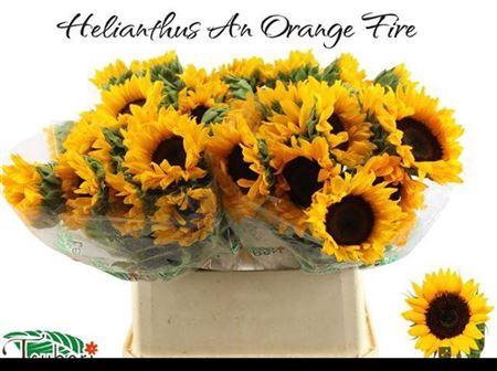 <h4>Heli Orange Fire</h4>