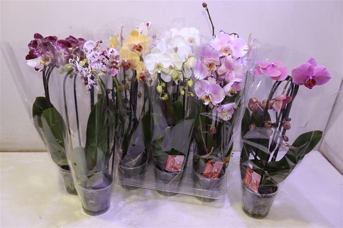 <h4>Phal El Cascade</h4>