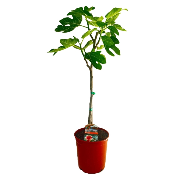 <h4>Ficus carica</h4>