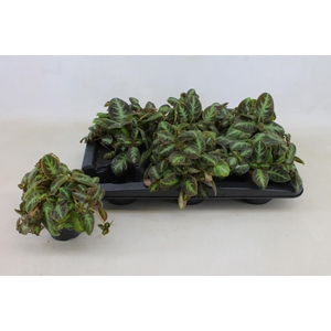 EPISCIA NEO SURPRISE