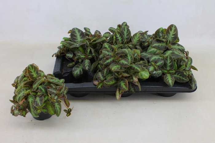 <h4>EPISCIA NEO SURPRISE</h4>