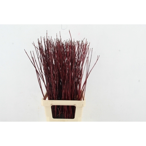 CORNUS ALBA SIBIRICA 080CM