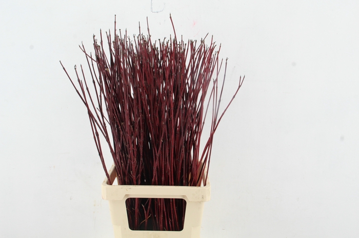 <h4>CORNUS ALBA SIBIRICA 080CM</h4>