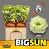 Eus. Big Sun G Alissa Green